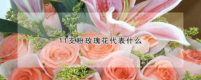 11支粉玫瑰花代表什么