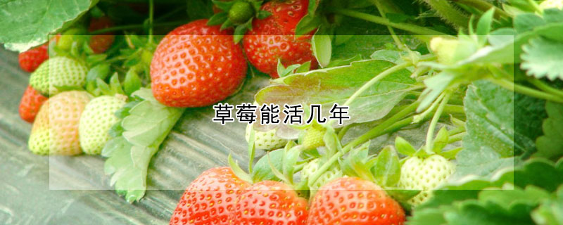 草莓能活几年