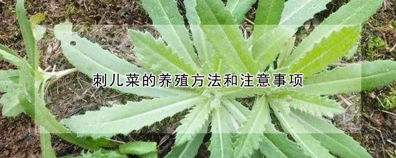 刺儿菜的养殖方法和注意事项