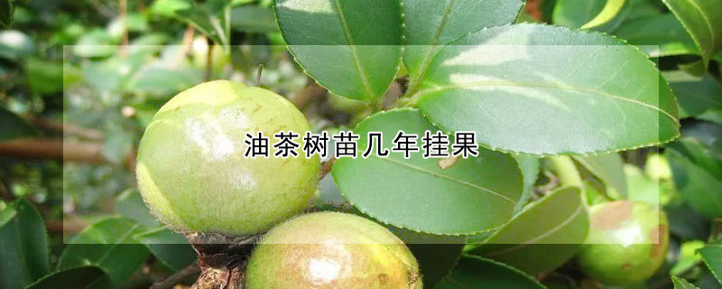 油茶树苗几年挂果