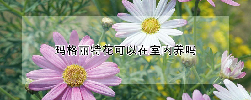 玛格丽特花可以在室内养吗