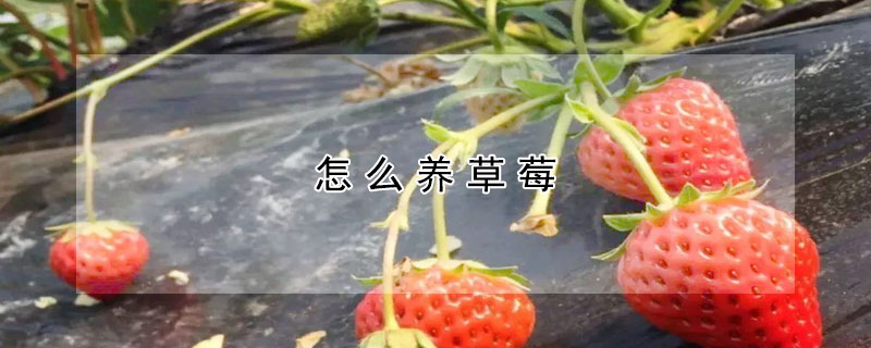 怎么养草莓