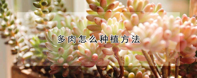 多肉怎么种植方法