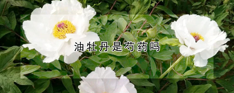 油牡丹是芍药吗