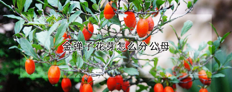 金弹子花芽怎么分公母