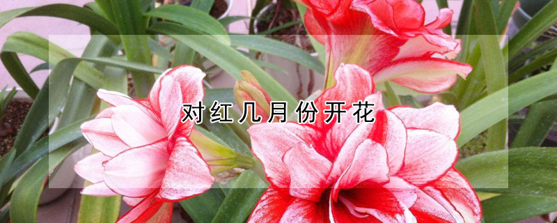 对红几月份开花