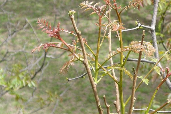 木乃芽是什么植物