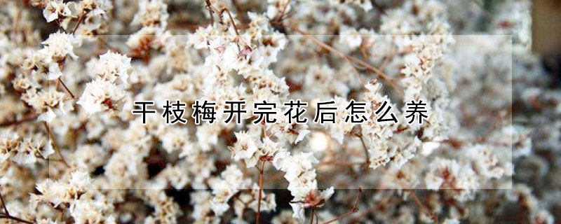 干枝梅开完花后怎么养