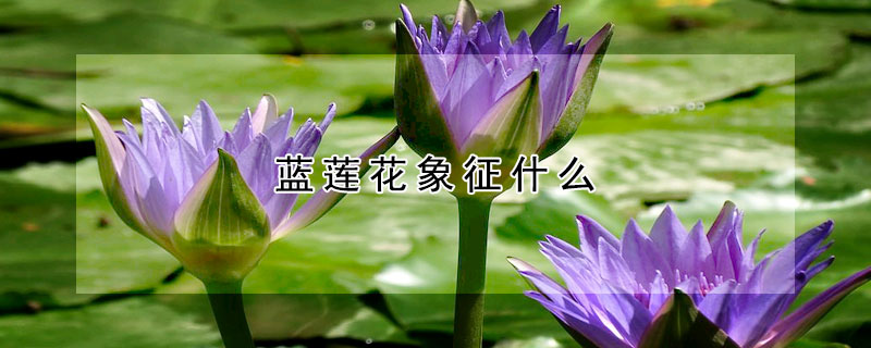 蓝莲花象征什么