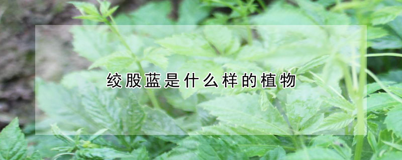 绞股蓝是什么样的植物