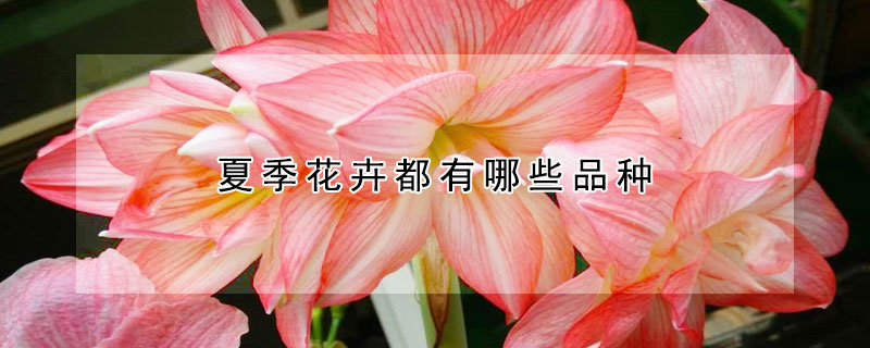 夏季花卉都有哪些品种 发财农业网