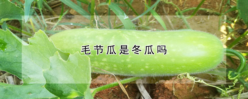 毛节瓜是冬瓜吗