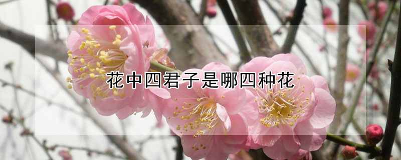 花中四君子是哪四种花