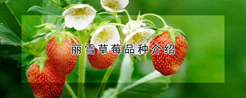 丽雪草莓品种介绍