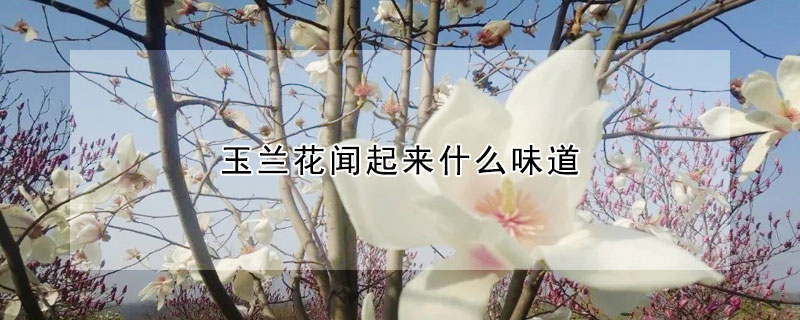 玉兰花闻起来什么味道