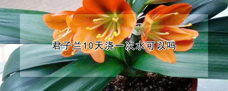 君子兰10天浇一次水可以吗