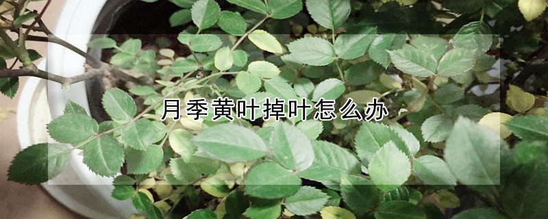 月季黄叶掉叶怎么办