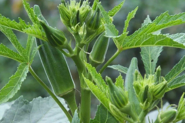 植物黄金是什么植物