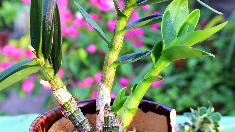 植物黄金是什么植物