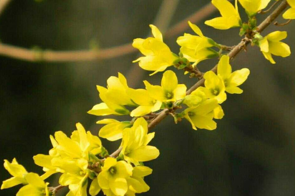 迎春花花语和寓意