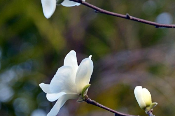 玉兰花长什么样子