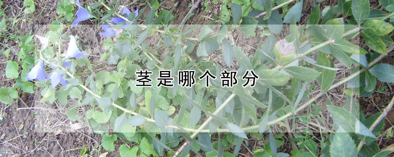 茎是哪个部分