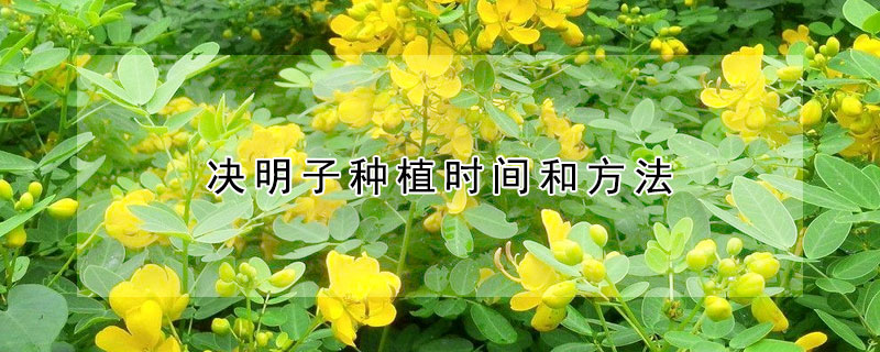 决明子种植时间和方法