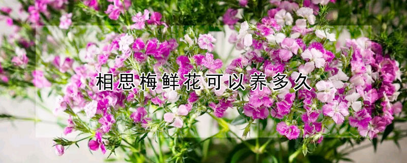 相思梅鲜花可以养多久