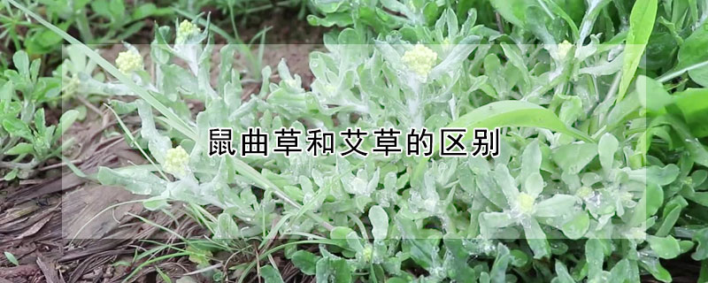 鼠曲草和艾草的区别