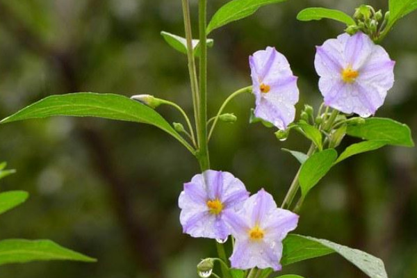 蓝花茄的养殖方法和注意事项