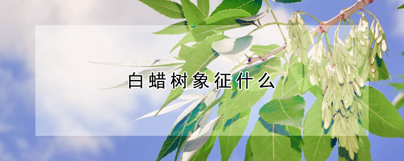 白蜡树象征什么