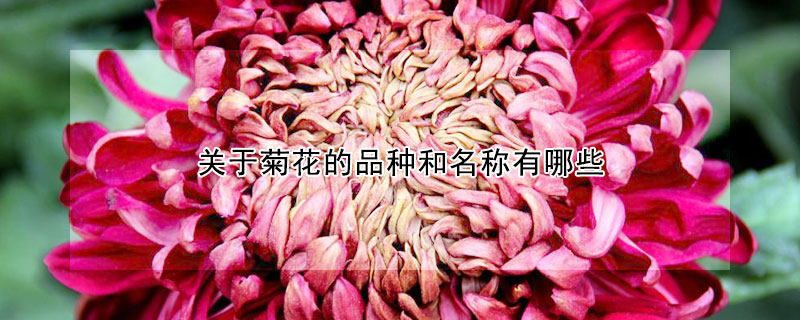 关于菊花的品种和名称有哪些