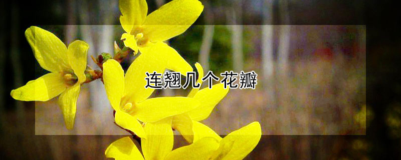 连翘几个花瓣