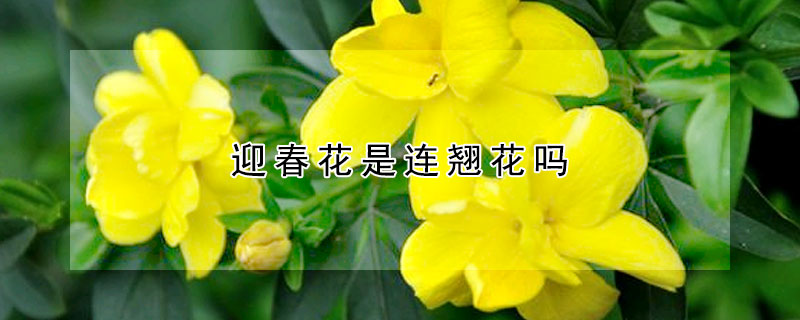 迎春花是连翘花吗