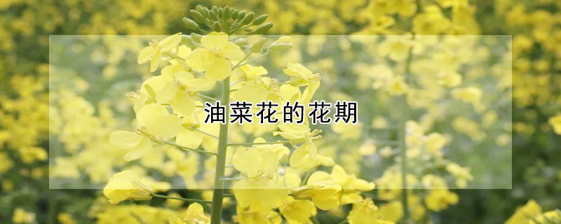 油菜花的花期