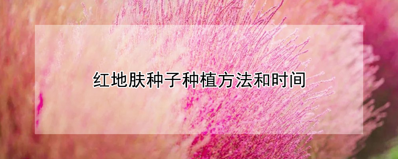 红地肤种子种植方法和时间