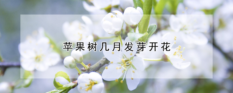 苹果树几月发芽开花