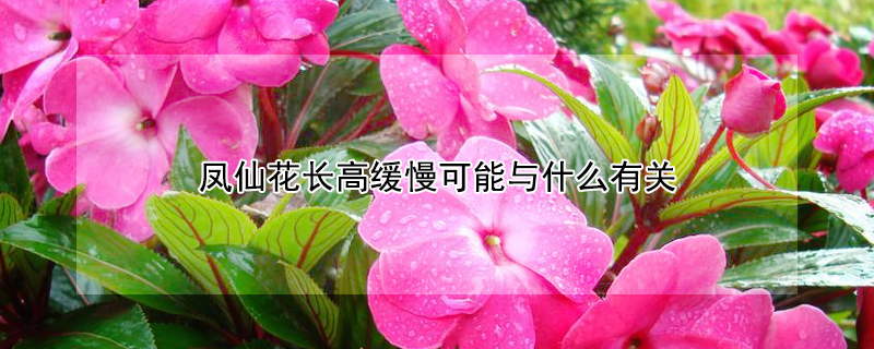 凤仙花长高缓慢可能与什么有关