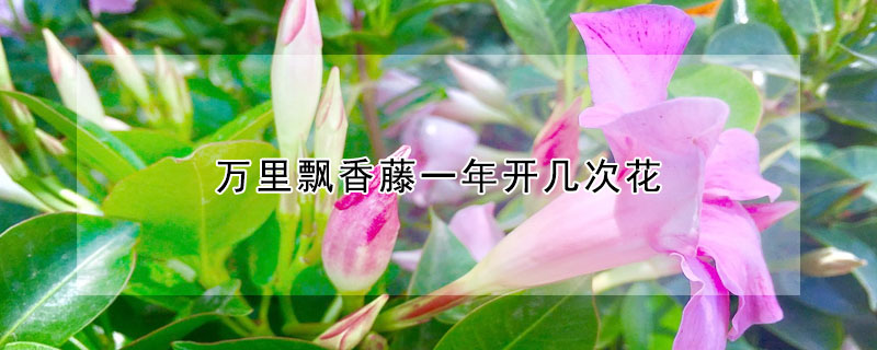 万里飘香藤一年开几次花