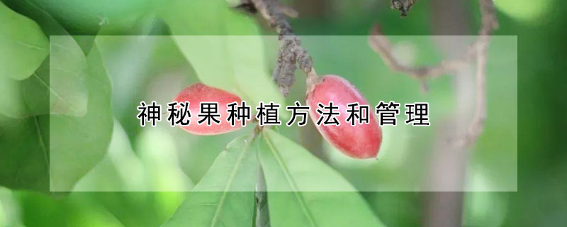 神秘果种植方法和管理