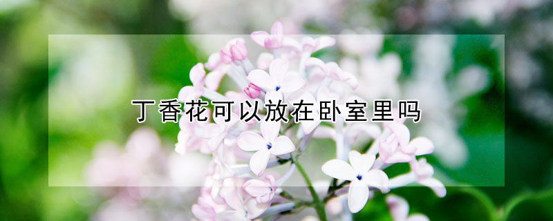 丁香花可以放在卧室里吗