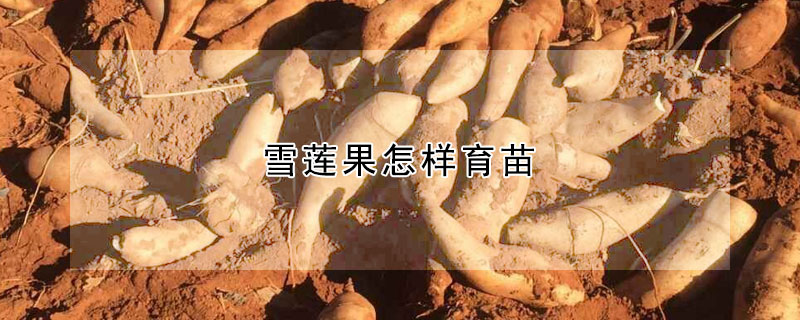 雪莲果怎样育苗