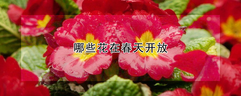 哪些花在春天开放