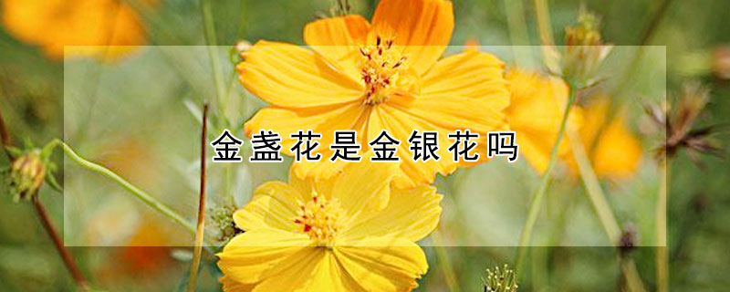 金盏花是金银花吗