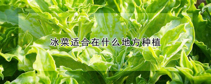 冰菜适合在什么地方种植