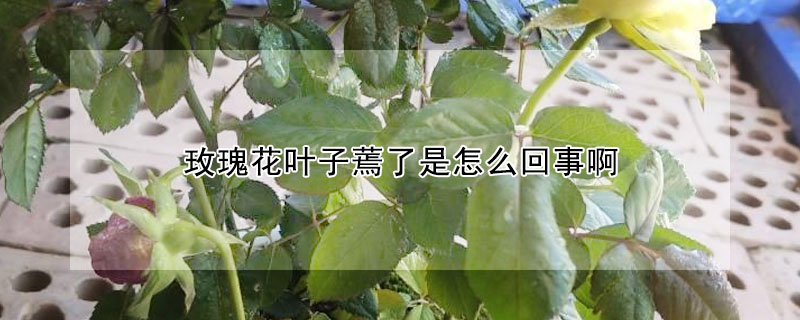 玫瑰花叶子蔫了是怎么回事啊