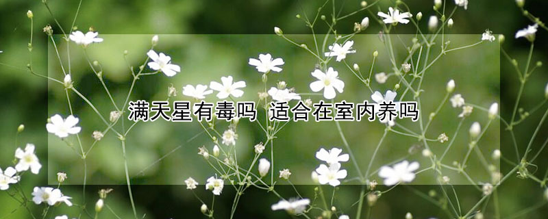 满天星有毒吗 适合在室内养吗