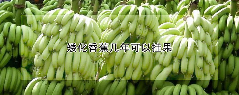 矮化香蕉几年可以挂果