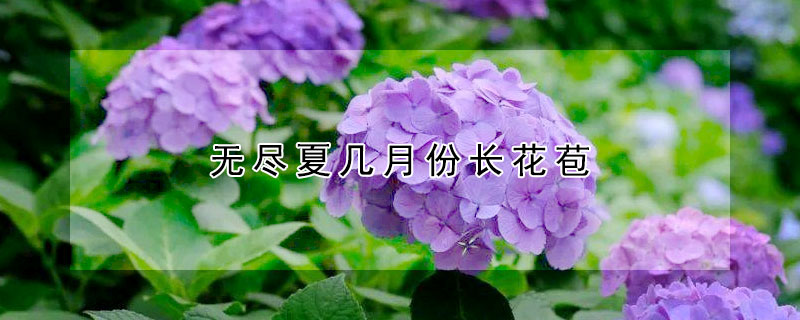 无尽夏几月份长花苞