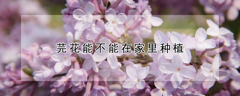 芫花能不能在家里种植